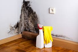 Trusted Peosta, IA Mold Prevention & Removal  Experts